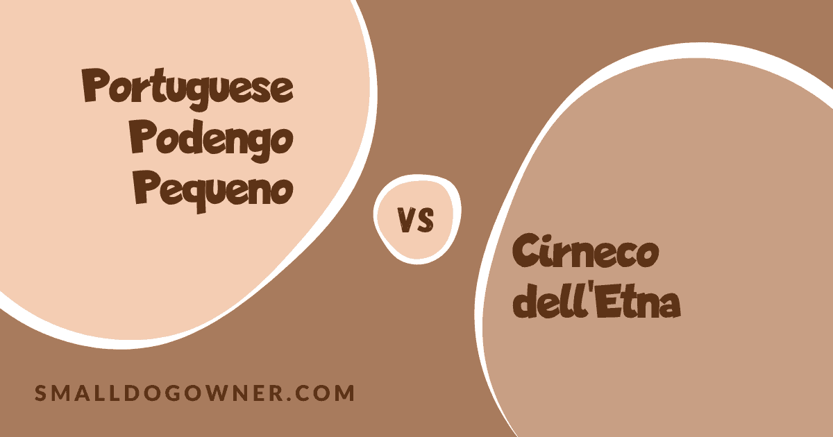Portuguese Podengo Pequeno VS Cirneco dell'Etna
