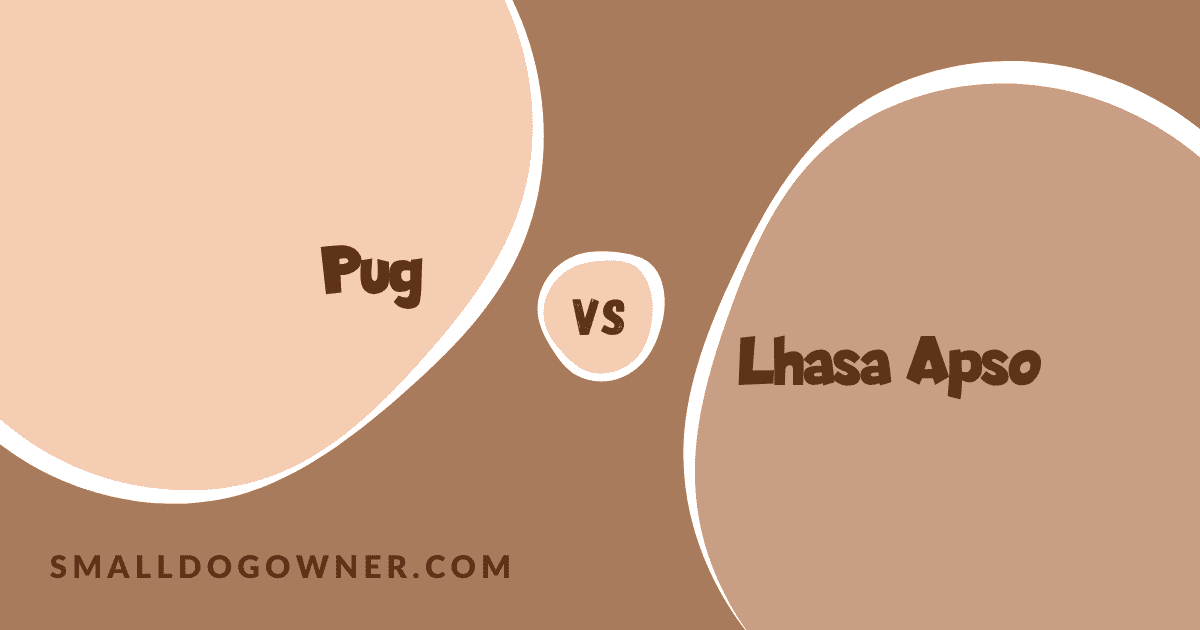 Pug VS Lhasa Apso