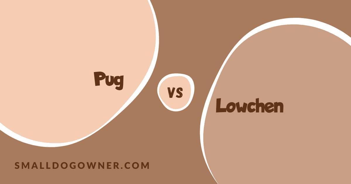 Pug VS Lowchen