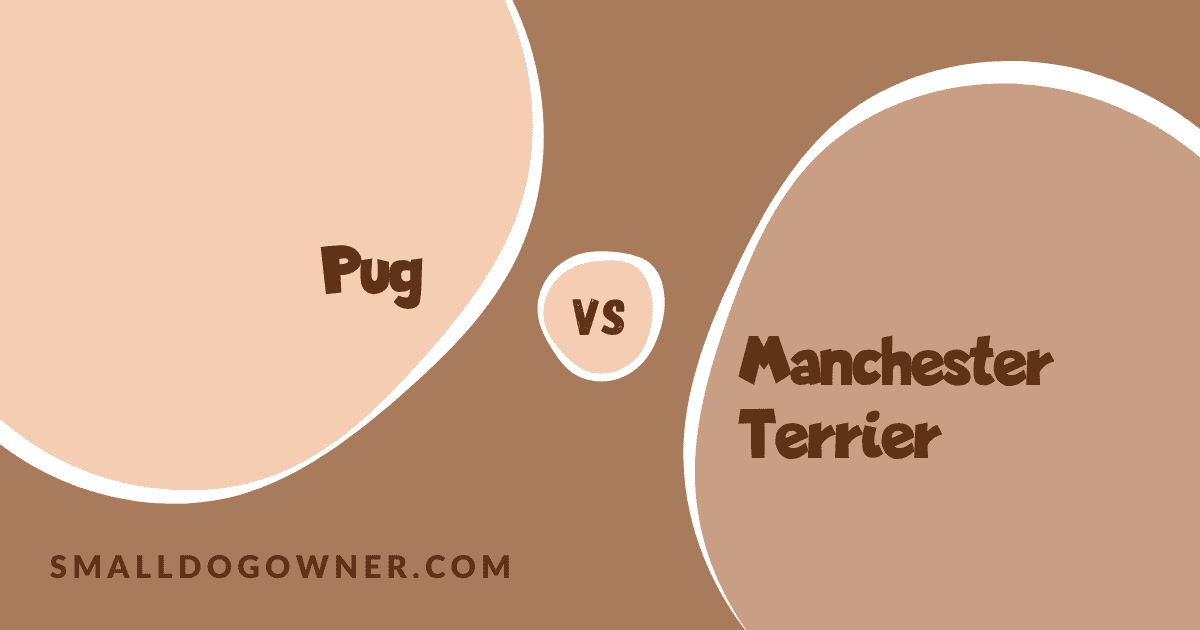 Pug VS Manchester Terrier