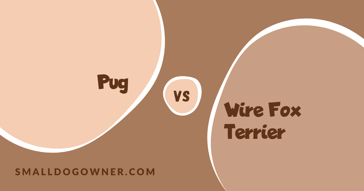 Pug VS Wire Fox Terrier