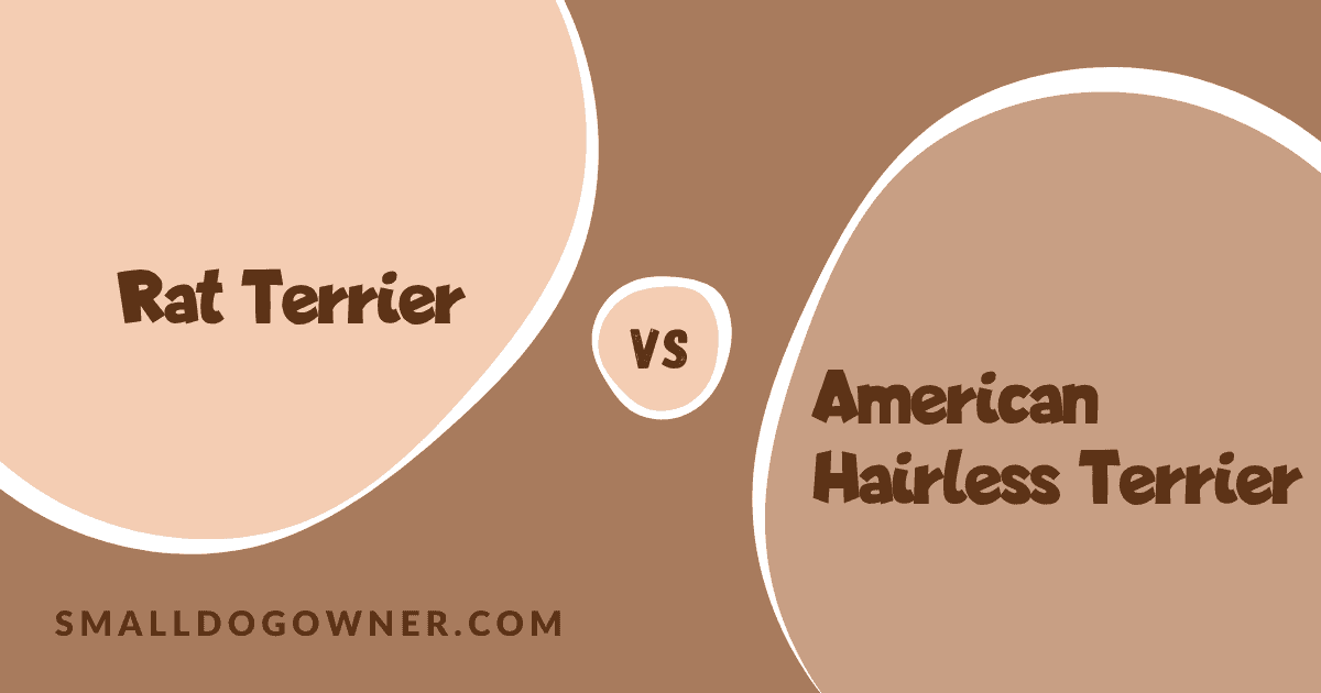 Rat Terrier VS American Hairless Terrier