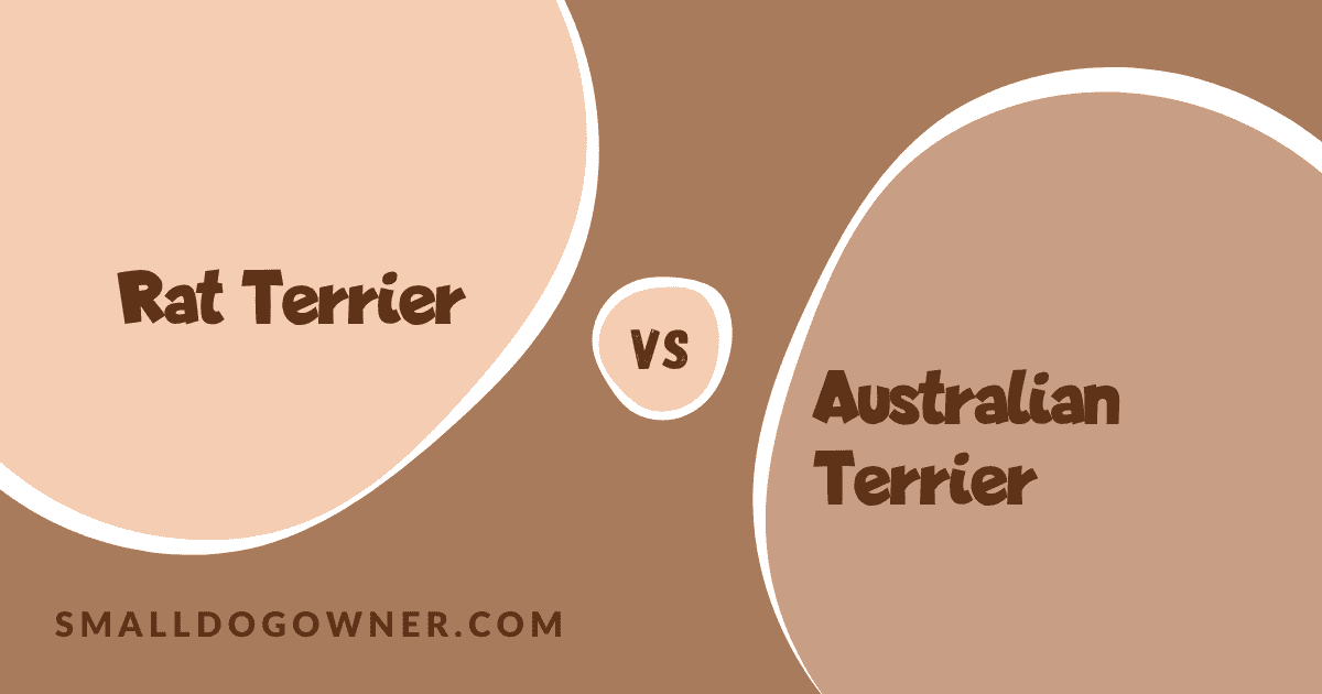 Rat Terrier VS Australian Terrier
