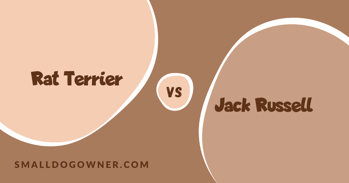 Rat Terrier VS Jack Russell