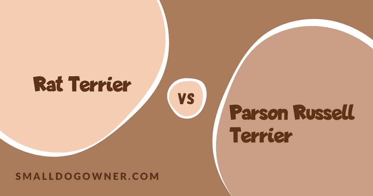 Rat Terrier VS Parson Russell Terrier