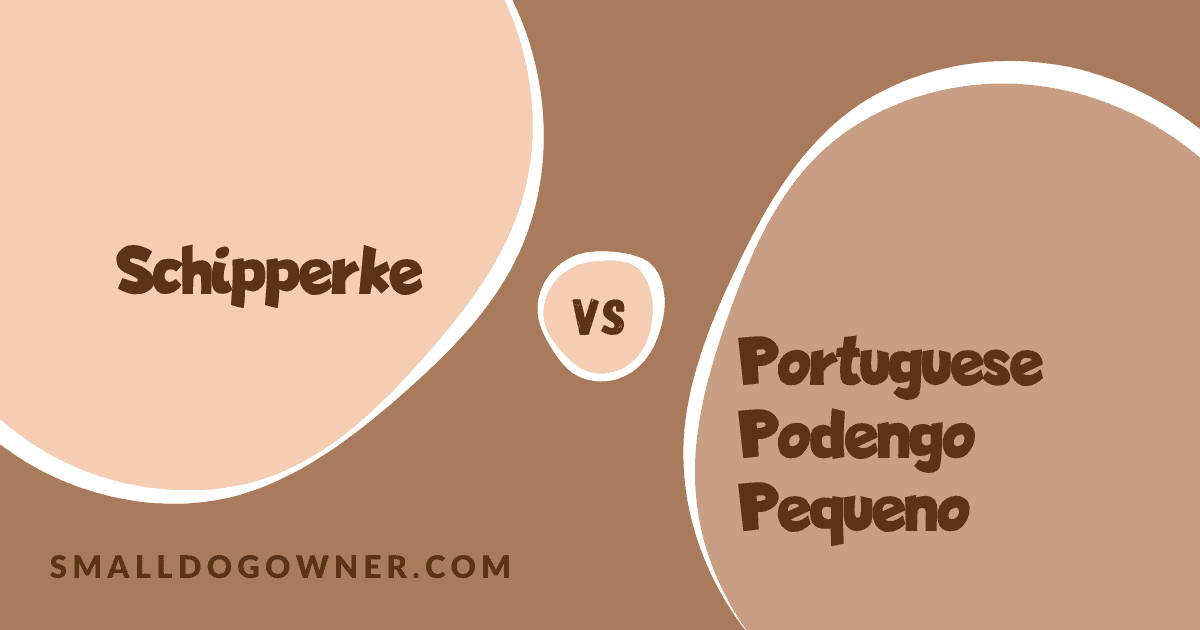 Schipperke VS Portuguese Podengo Pequeno
