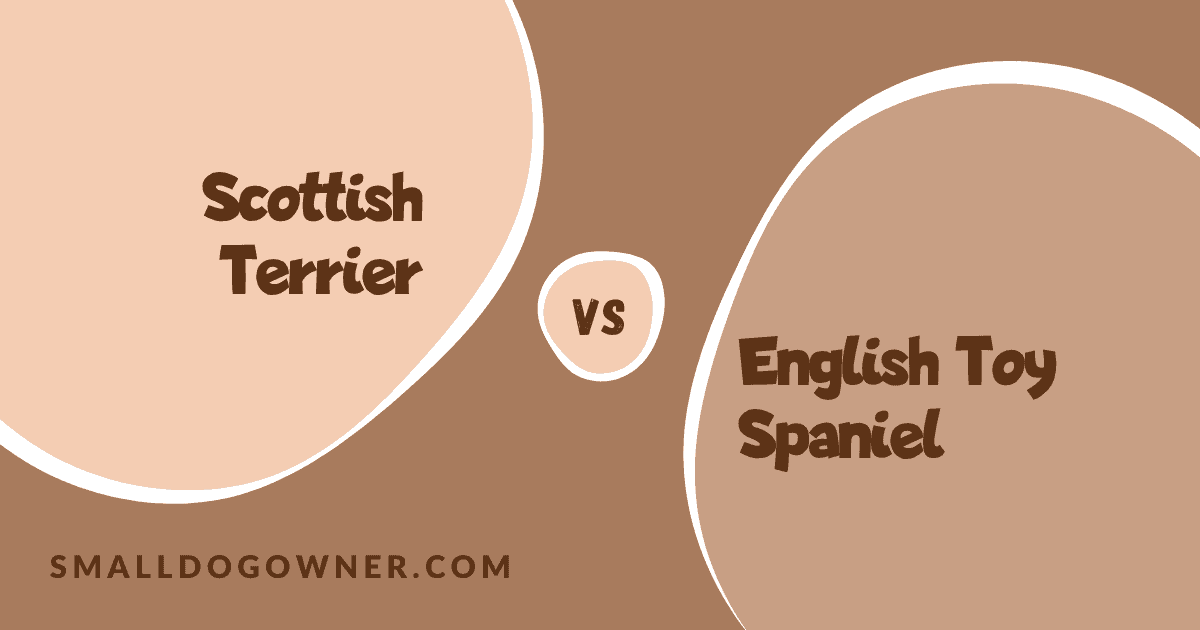 Scottish Terrier VS English Toy Spaniel