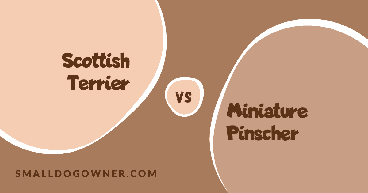 Scottish Terrier VS Miniature Pinscher