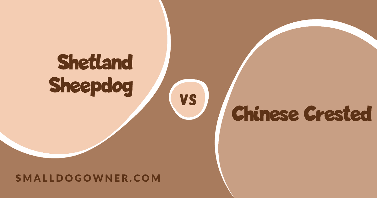 Shetland Sheepdog VS Chinese Crested