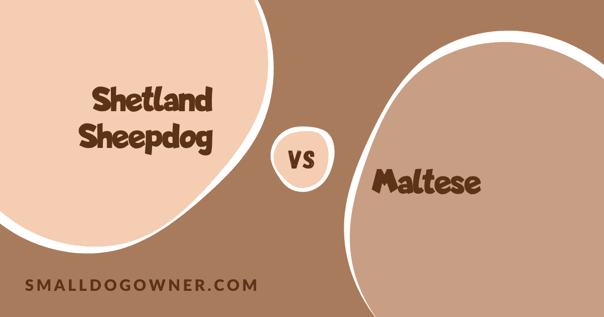 Shetland Sheepdog VS Maltese