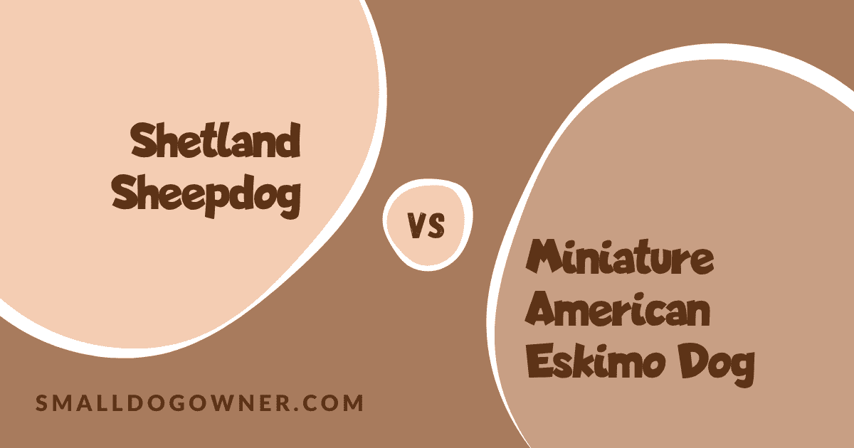 Shetland Sheepdog VS Miniature American Eskimo Dog