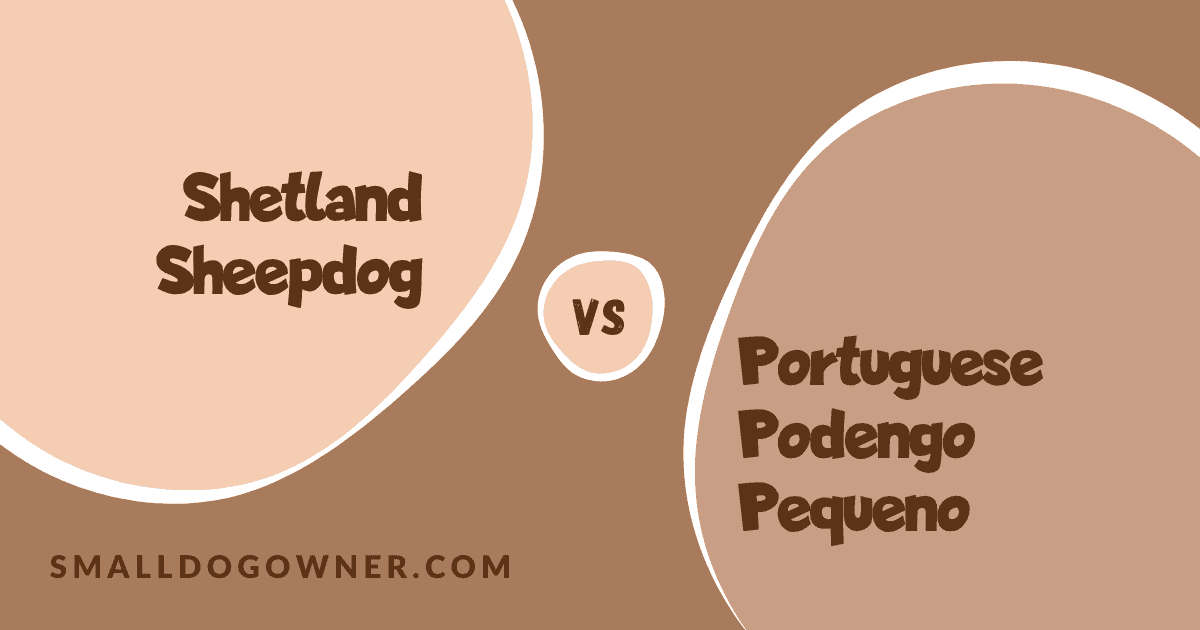 Shetland Sheepdog VS Portuguese Podengo Pequeno