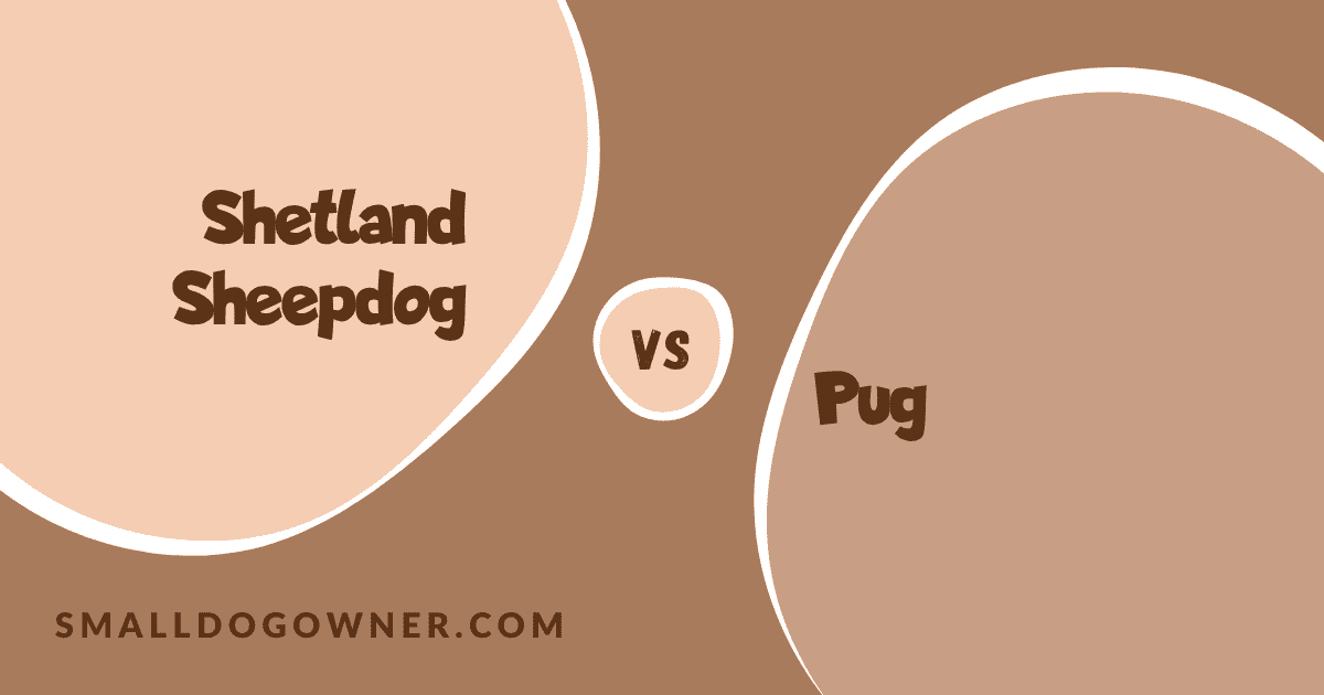 Shetland Sheepdog VS Pug