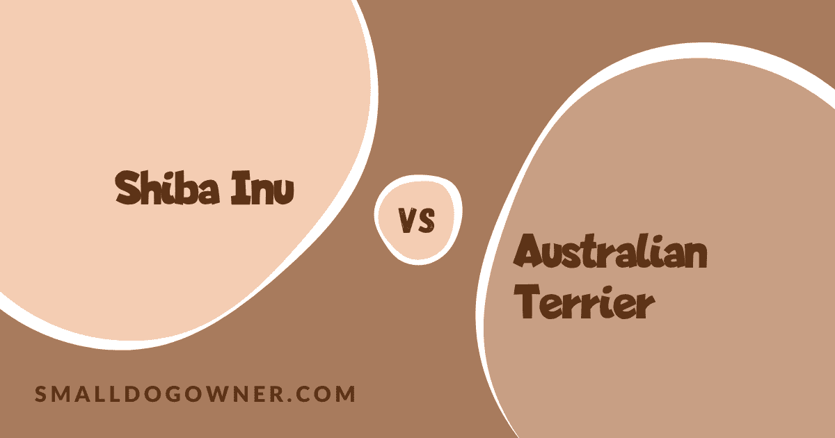Shiba Inu VS Australian Terrier