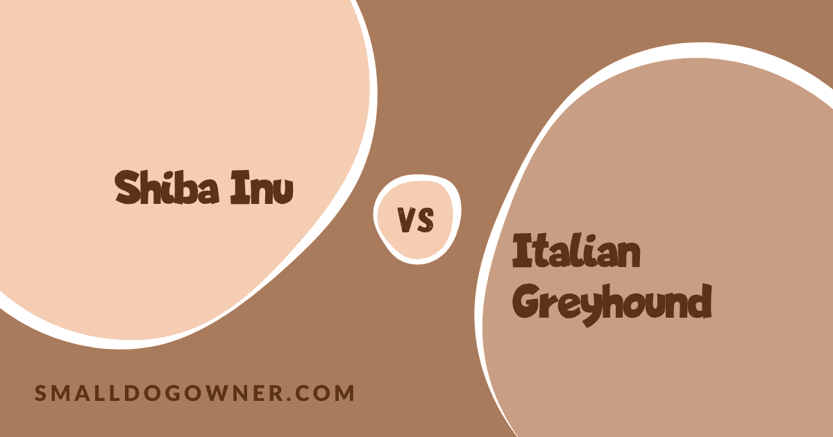 Shiba Inu VS Italian Greyhound