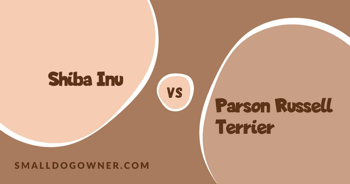 Shiba Inu VS Parson Russell Terrier