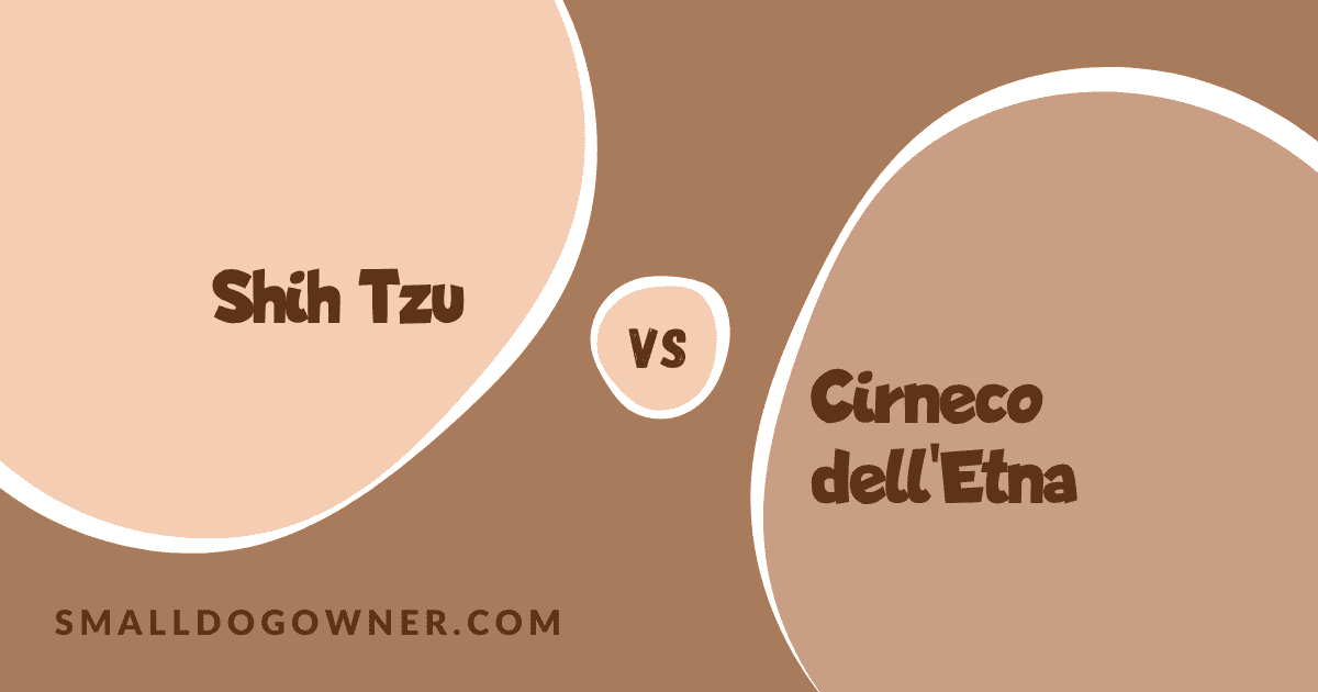 Shih Tzu VS Cirneco dell'Etna