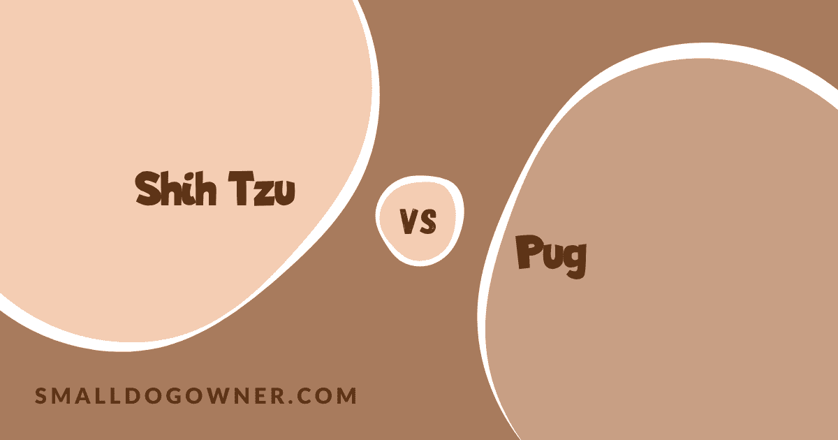 Shih Tzu VS Pug
