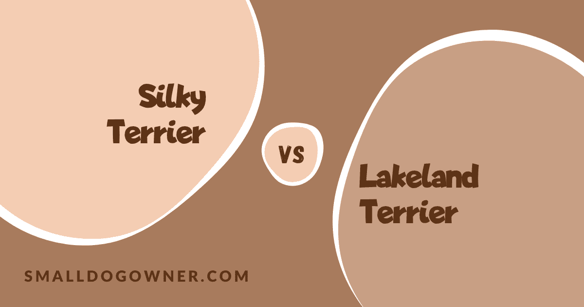 Silky Terrier VS Lakeland Terrier