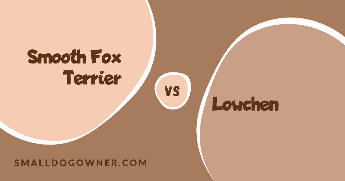 Smooth Fox Terrier VS Lowchen