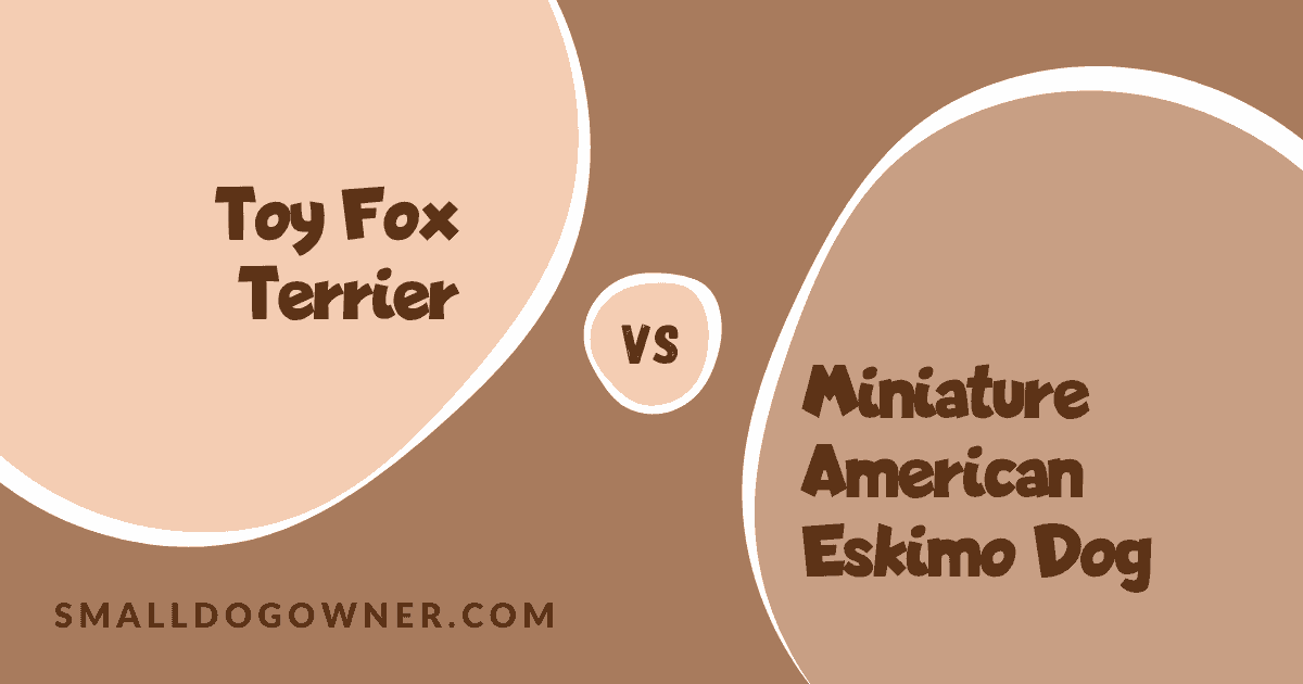 Toy Fox Terrier VS Miniature American Eskimo Dog