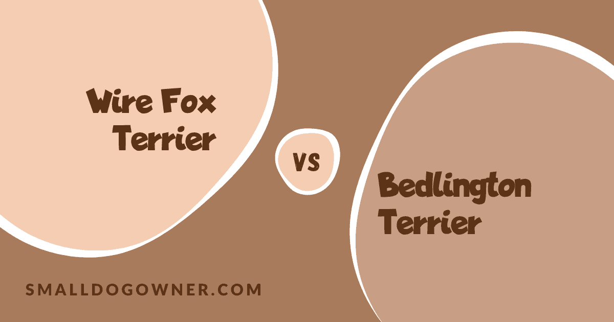 Wire Fox Terrier VS Bedlington Terrier