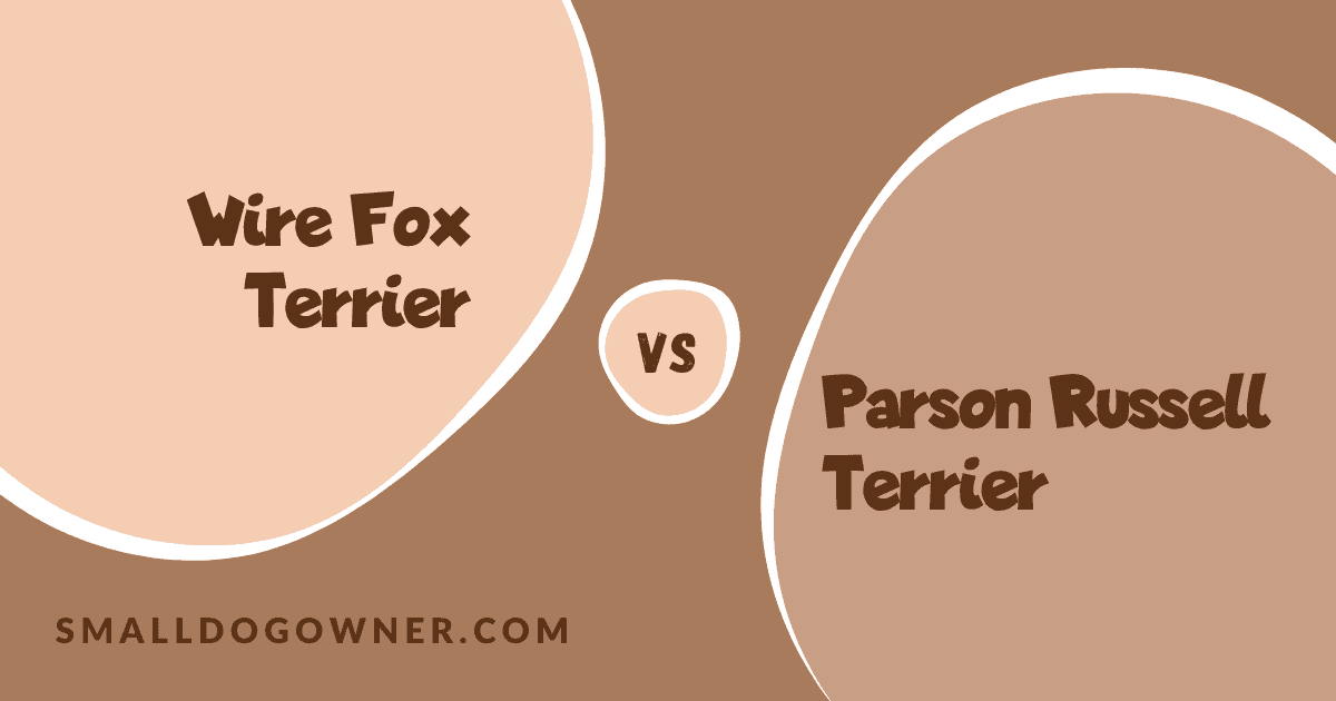 Wire Fox Terrier VS Parson Russell Terrier