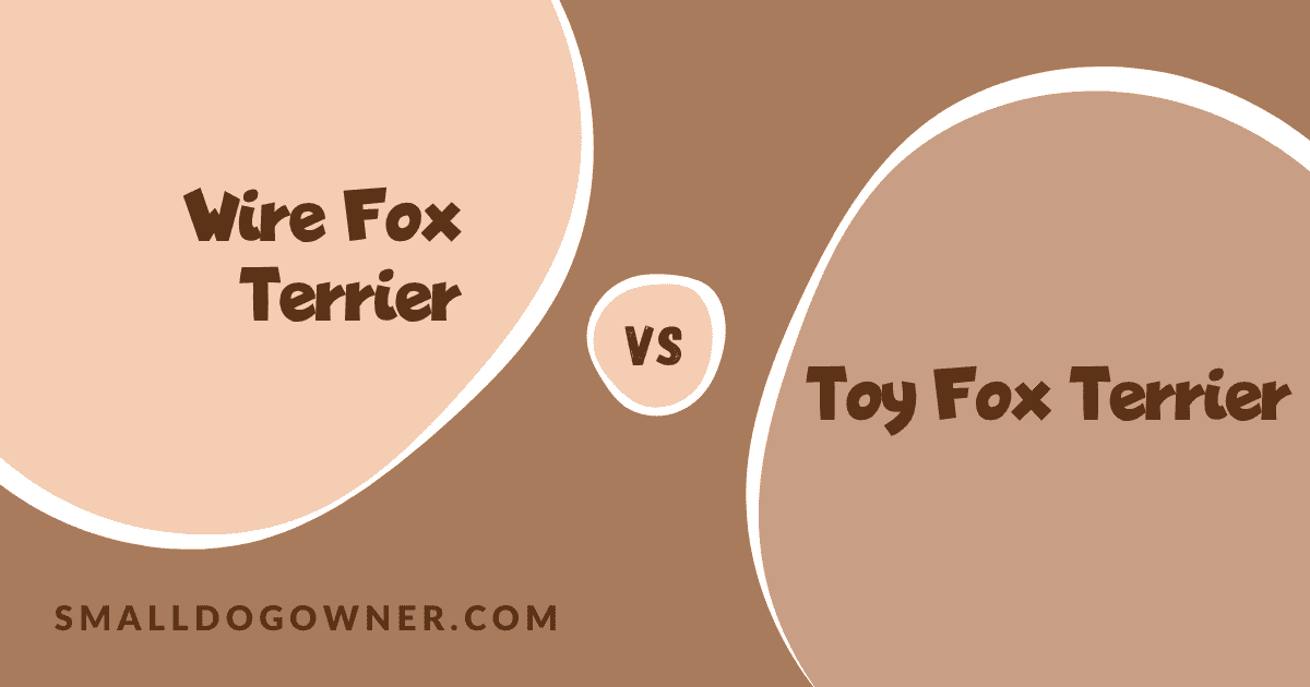 Wire Fox Terrier VS Toy Fox Terrier