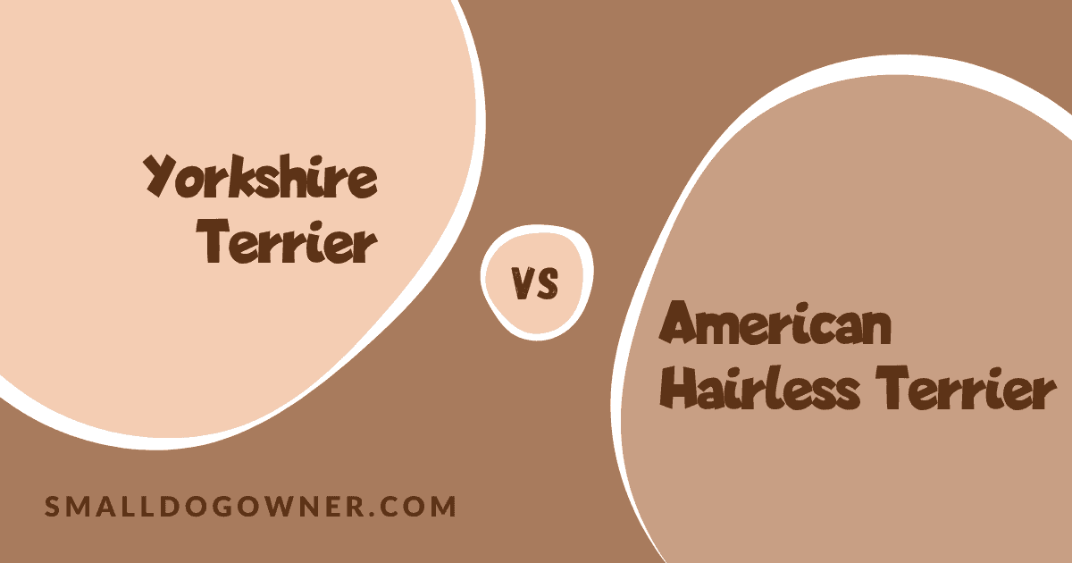 Yorkshire Terrier VS American Hairless Terrier