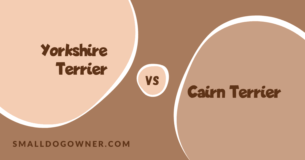 Yorkshire Terrier VS Cairn Terrier