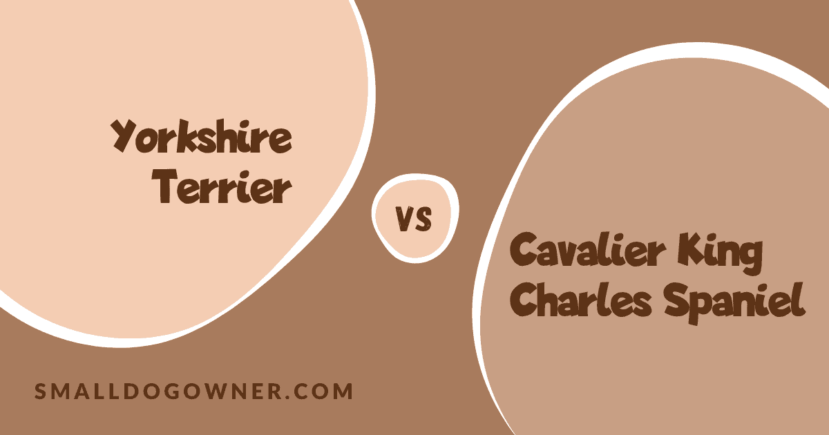 Yorkshire Terrier VS Cavalier King Charles Spaniel
