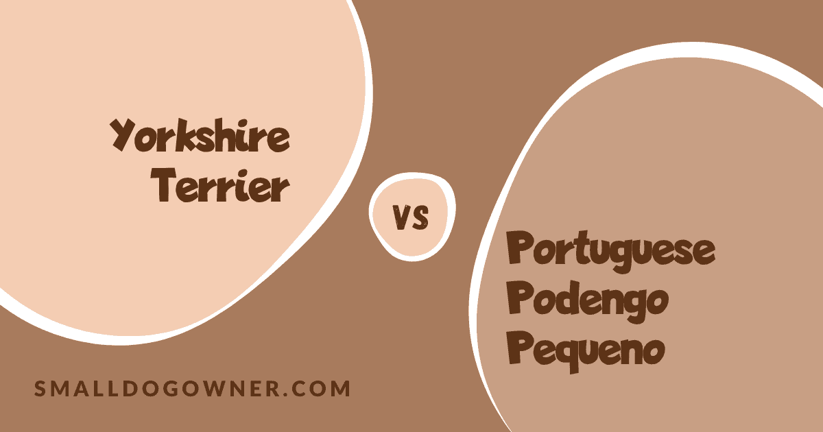 Yorkshire Terrier VS Portuguese Podengo Pequeno