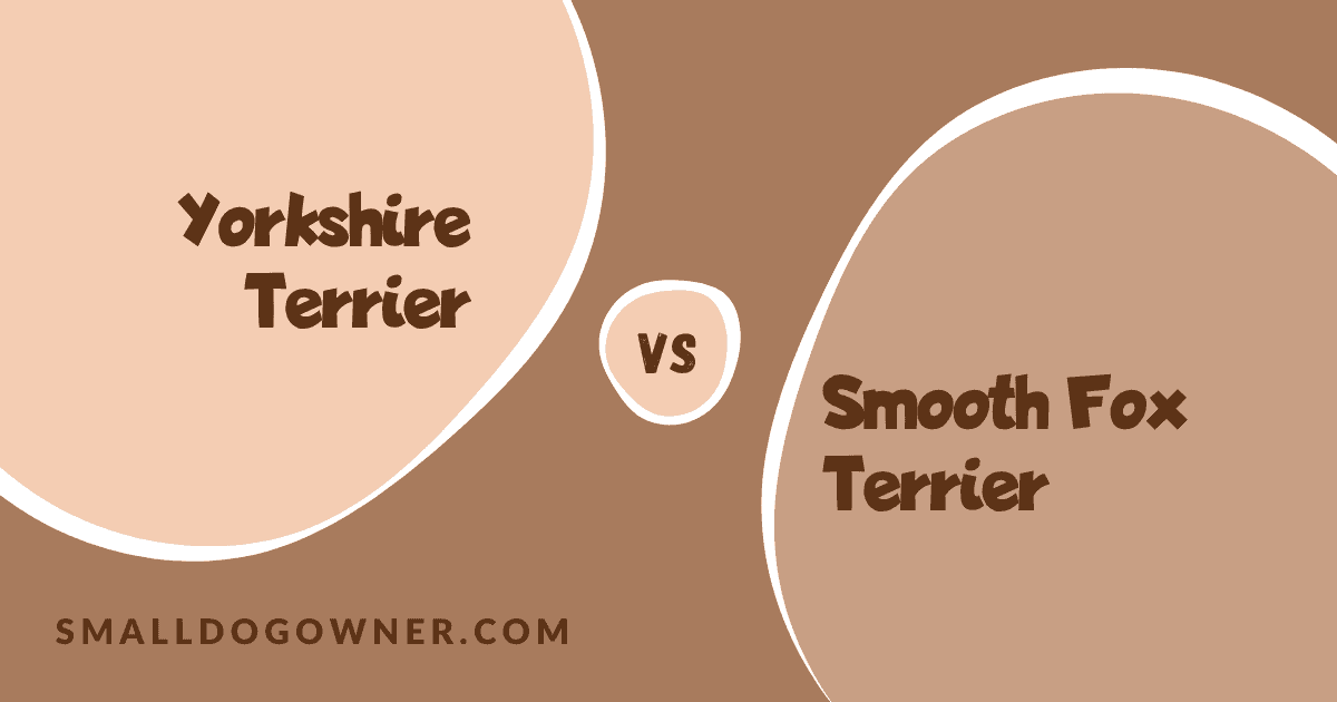 Yorkshire Terrier VS Smooth Fox Terrier